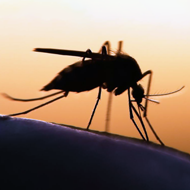 Всемирный день борьбы с малярией
